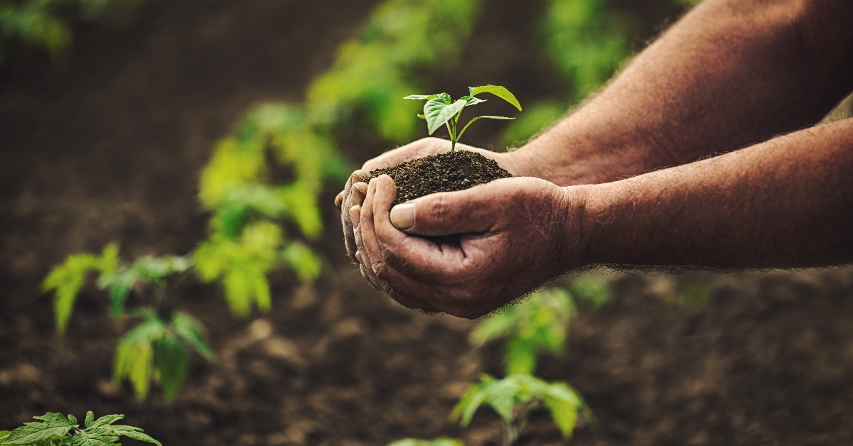 Hands holding a seedling