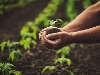 Hand cradling a seedling