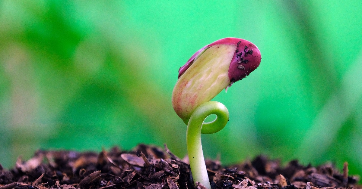 Seed germinating
